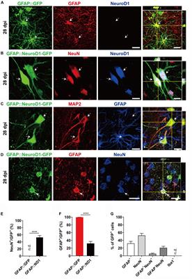 In vivo Neuroregeneration to Treat Ischemic Stroke Through NeuroD1 AAV-Based Gene Therapy in Adult Non-human Primates